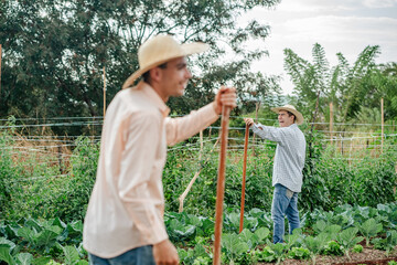 Latino Farmers Working Together in a Lush Green Farm Field