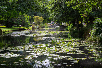 Serene Park Pond with Lily Pads and Bridge
