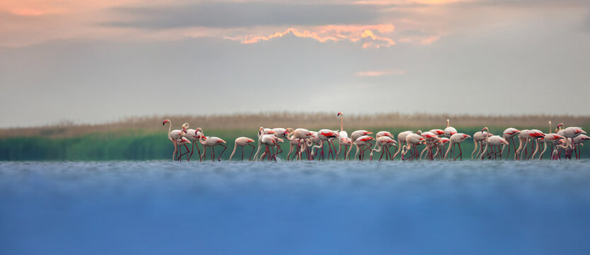Flamingos on the lake while gathering food and sunrise.