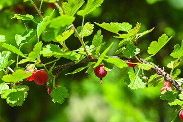 セイヨウスグリの赤い実