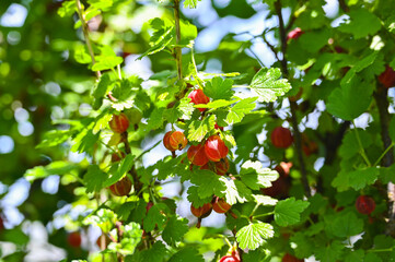 セイヨウスグリの赤い実