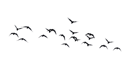 A flock of multiple birds, dark silhouettes with sharp contours and spread wings, flying dynamically against a vast, pure, brilliant white high-key sky with no shadows, expressing freedom and