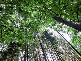 Naklejka premium Background, bottom-up view of treetops with dense green crowns in cloudy weather.