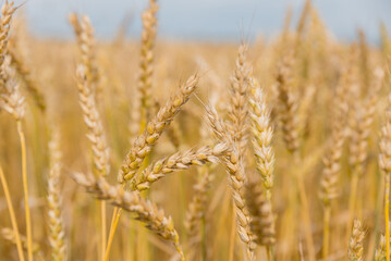 Gold wheat field. The idea of a rich harvest. Agriculture farm.