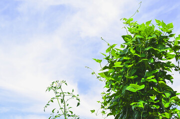 空に向かって元気に伸びるつる植物