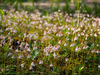 Some Delicate Pink Bell Flowers Blooming in a Sunlit Meadow on a Spring Morning