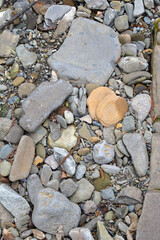 Assortment of angular and rounded stones scattered across riverbank displaying natural variation in...
