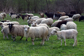 Closeup of diverse flock of sheep grazing on green meadow creating a lively rural farm scene...
