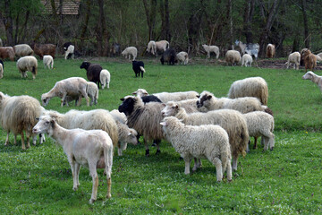 Mixed flock of sheep with different wool colors grazing on open green field in countryside perfect for rural farming backgrounds livestock promotions and natural outdoor themes