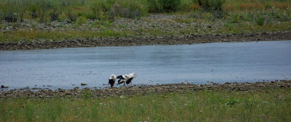 Wild ducks swimming on calm river surface in rural nature area captured from distance in natural light for wildlife concept or ecological animal theme background