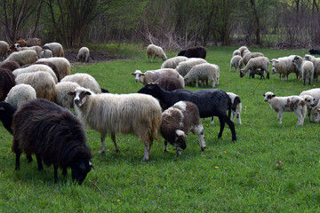 Flock of sheep with mixed wool colors grazing on lush green field in countryside. Perfect for rural farm life photography, livestock promotions, and spring pasture visuals.