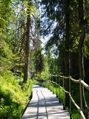 A Peaceful Walk Through a Lush Green Forest Trail on a Sunny Day