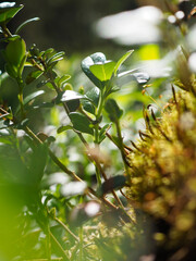 Fototapety na wymiar - Fototapeta24.pl