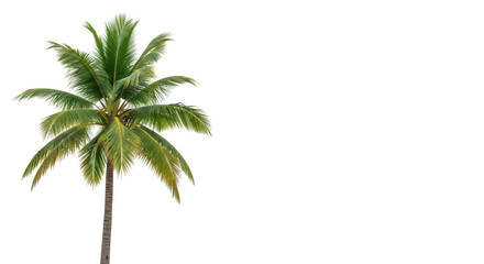 Majestic coconut palm tree with vibrant green fronds and textured trunk, captured close-up from a low angle on a transparent seamless studio background with copy space on right, professional