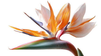 Artistic Bird of Paradise Flower with Textured Effect on Transparent Background Design