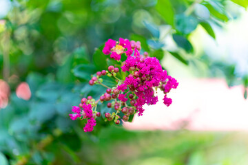 Close-up of vivid pink Lagerstroemia indica (crape myrtle) flowers in full bloom, surrounded by lush green foliage. The soft background highlights the delicate texture and bright color of the blossoms