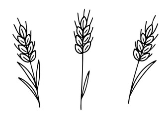 Set of three hand-drawn wheat ears in doodle linear style. Ideal for eco packaging, logos, organic design