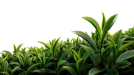 Fresh green tea leaves growing isolated on transparent background
