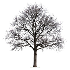Majestic Winter Tree: A Solitary Beauty isolated transparent png background