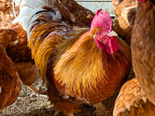 Bright orange rooster in the hen house