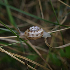 snail on a leaf