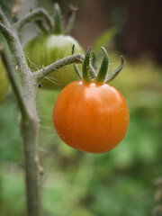 red tomato hanging from branch 