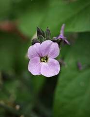 close up of pink flower