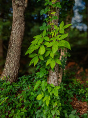 vine on tree in the forest