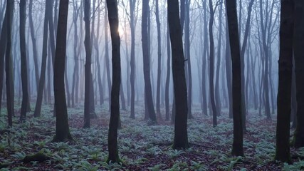 Misty dark forest with silhouettes of tall trees and soft sunlight in the fog - eerie atmosphere and mysterious woodland landscape - nature horror and suspense concept
