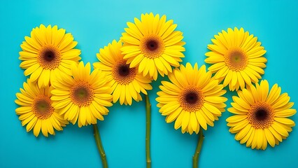 Obraz premium Bright yellow gerbera flowers arranged neatly against a solid blue backdrop.