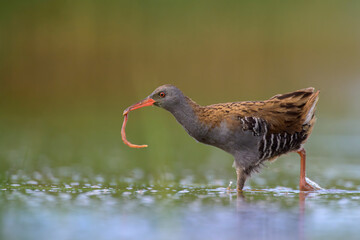 Wasserralle (Rallus aquaticus); water rail