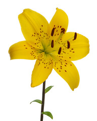 Yellow lilies on a white isolated background