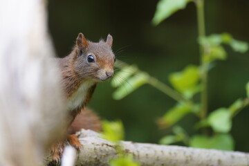 eurasian squirrel