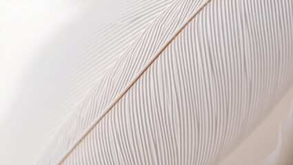 Close-up of a Delicate White Feathers Textured Surface.
