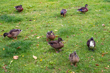 Ducks looking for food on grass in park during autumn day