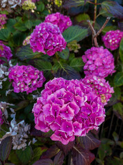  Hydrangea macrophylla, also commonly known as bigleaf hydrangea or mophead hydrangea