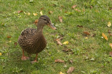 Female mallard duck walking on grass in autumn