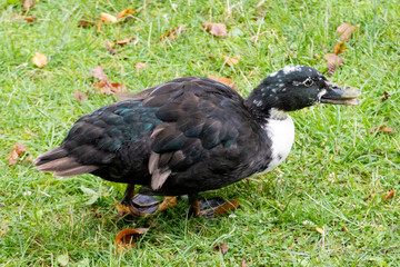 Cayuga duck walking on grass and looking for food