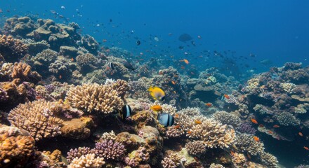Fototapeta premium Coral reef teeming with fish