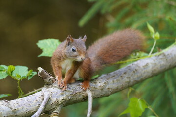 eurasian squirrel