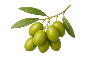 Cluster of fresh green olives hanging on a branch with leaves, isolated on a transparent background