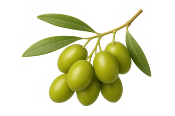 Cluster of fresh green olives hanging on a branch with leaves, isolated on a transparent background
