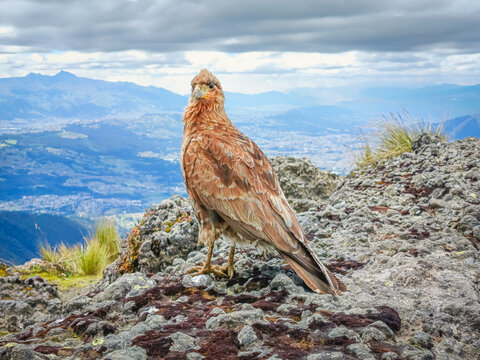 Pasochoa Volcano, Pichincha, Ecuador - July 5, 2025: The curiquingue, chimango, among other names, is a bird native to South America, living in the Andes Mountains of Colombia and Ecuador.