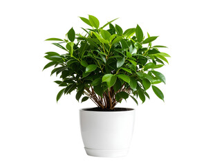 Obraz premium Minimalist Potted Houseplant with Lush Green Leaves, Centered PNG Cutout.