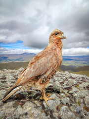 Pasochoa Volcano, Pichincha, Ecuador - July 5, 2025: The curiquingue, chimango, among other names, is a bird native to South America, living in the Andes Mountains of Colombia and Ecuador.