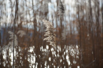 reeds in the winter