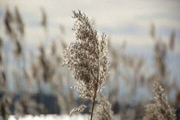 reeds in winter