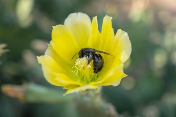 Vibrant Yellow Cactus Opuntia Ficus Flower with a bee