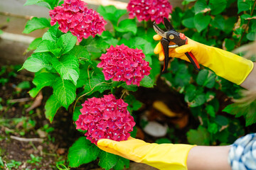 Pruning Bright Pink Hydrangeas Garden