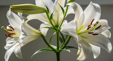 Obraz premium A cluster of white lilies with prominent stamens and green stems